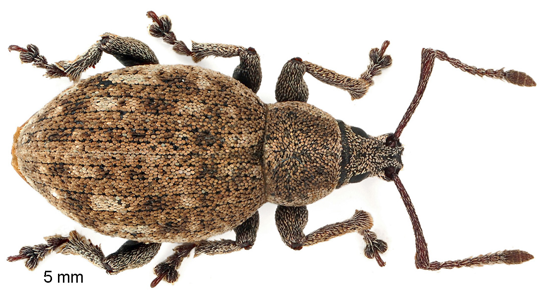 Peritelus sphaeroides Germar, 1823